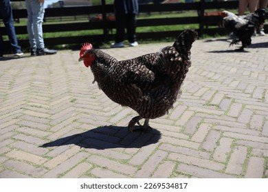 Spelletjesfans Roken op de Poppenspelletjes Gokkast Chicken Road in Nederland - overview